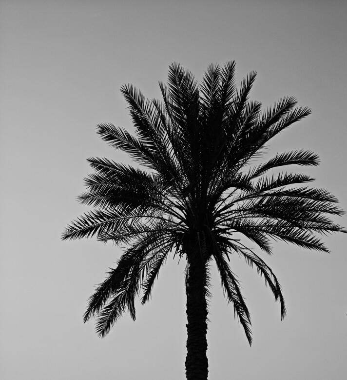 The Palm